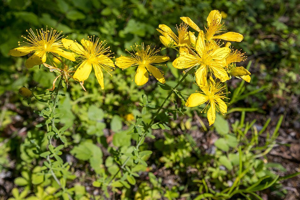 Hypericum perforatum - Millepertuis - photographie botanique Infusanté