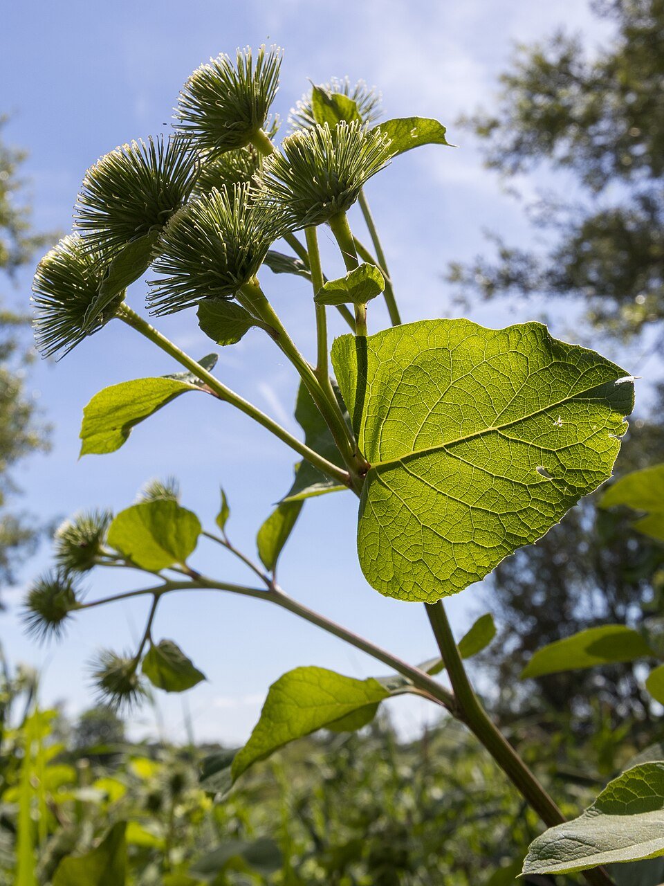 Bardane (Arctium lappa)
