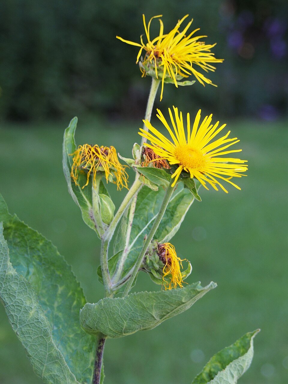 Aunée (Inula helenium)