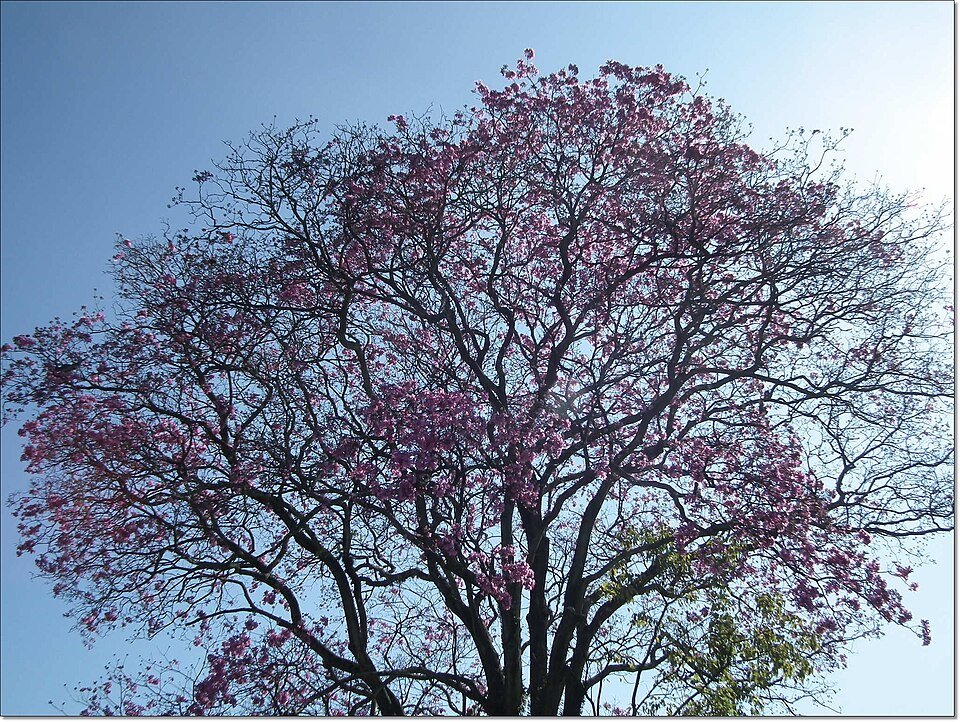 Pau d'Arco (Tabebuia impetiginosa)