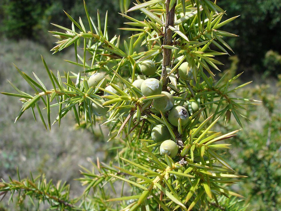 Genévrier (Juniperus communis)