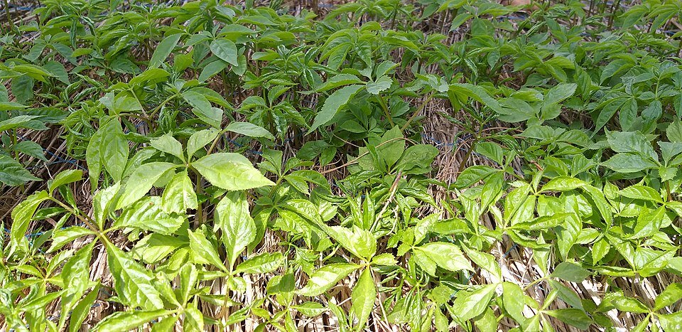 Ginseng (Panax ginseng)