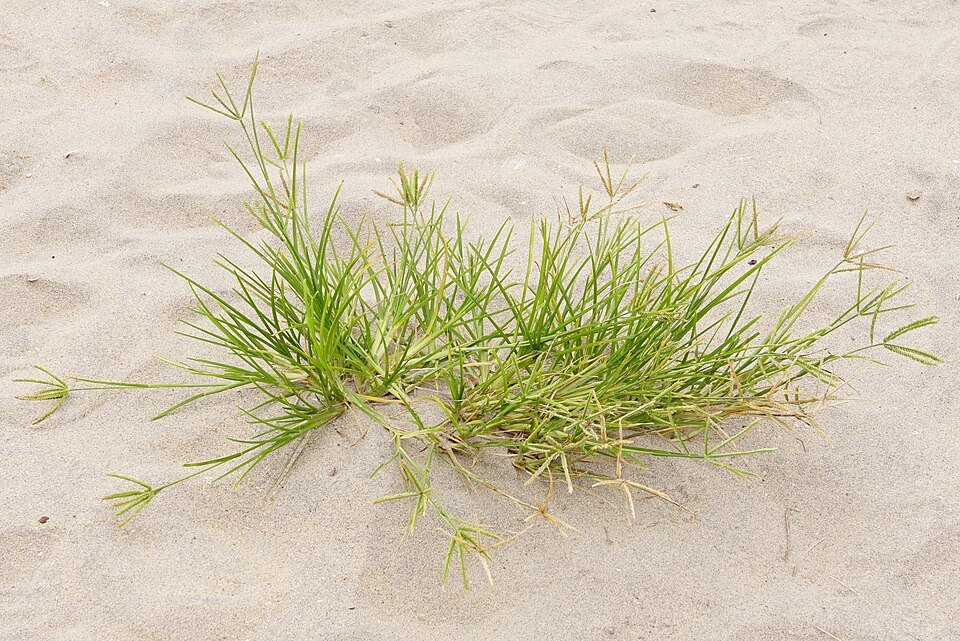 Chiendent (Elymus repens)
