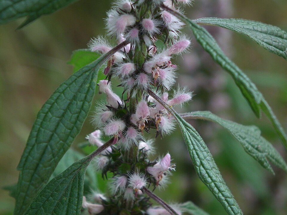 Agripaume (Leonurus cardiaca)