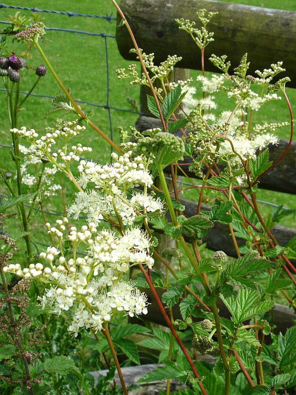 Reine-des-prés (Filipendula ulmaria)