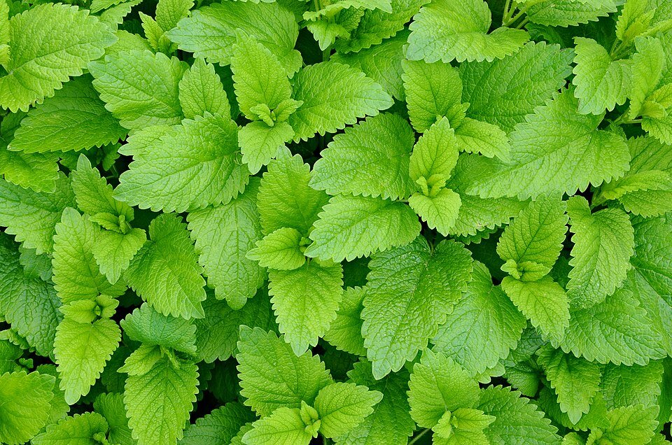 Mélisse (Melissa officinalis)