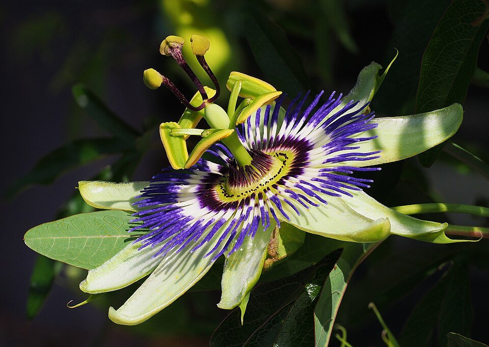 Passiflore (Passiflora incarnata)