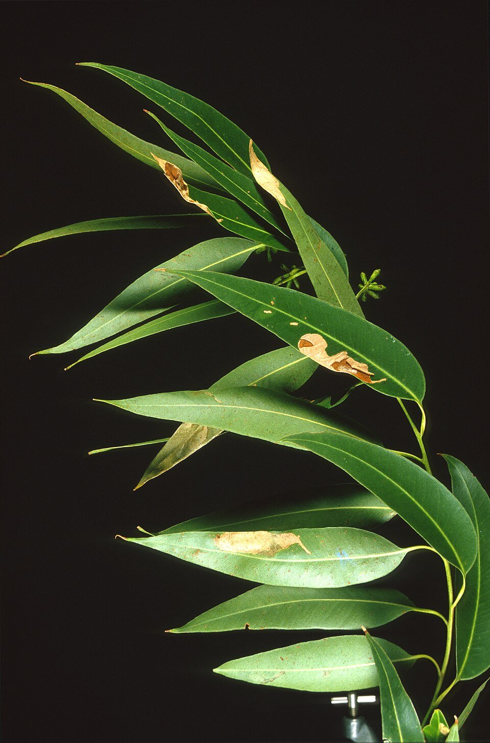 Eucalyptus (Eucalyptus globulus)