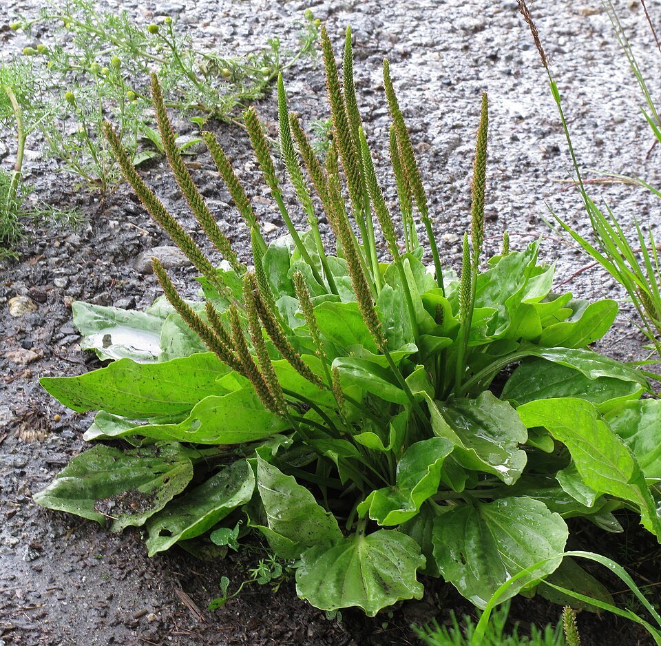 Plantain (Plantago major)