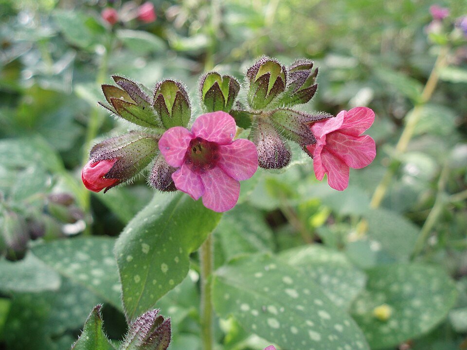 Pulmonaire (Pulmonaria officinalis)