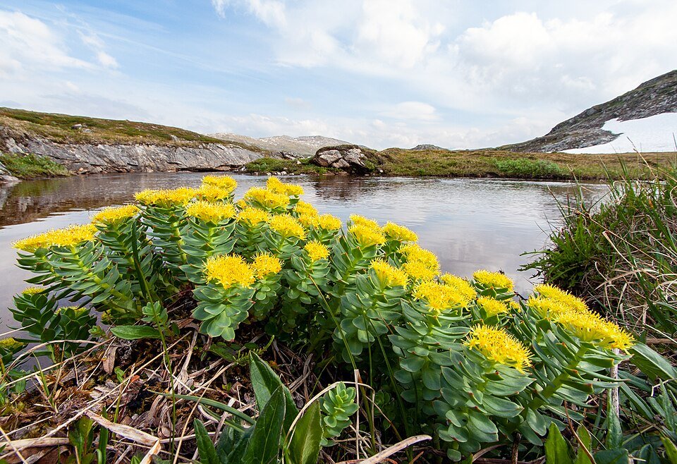 Rhodiola (Rhodiola rosea)