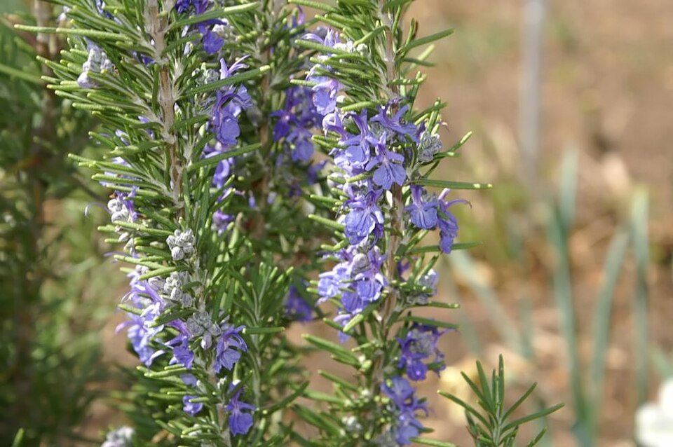Romarin en fleurs - Salvia rosmarinus - photographie botanique Infusanté
