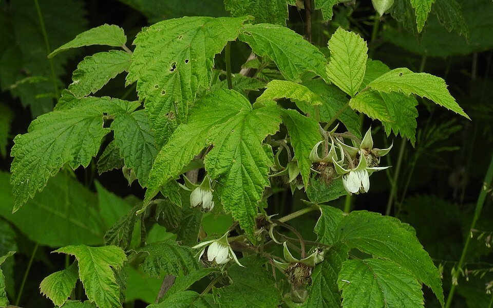Framboisier (Rubus idaeus)