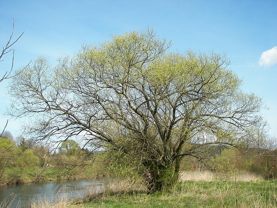Saule blanc (Salix alba)