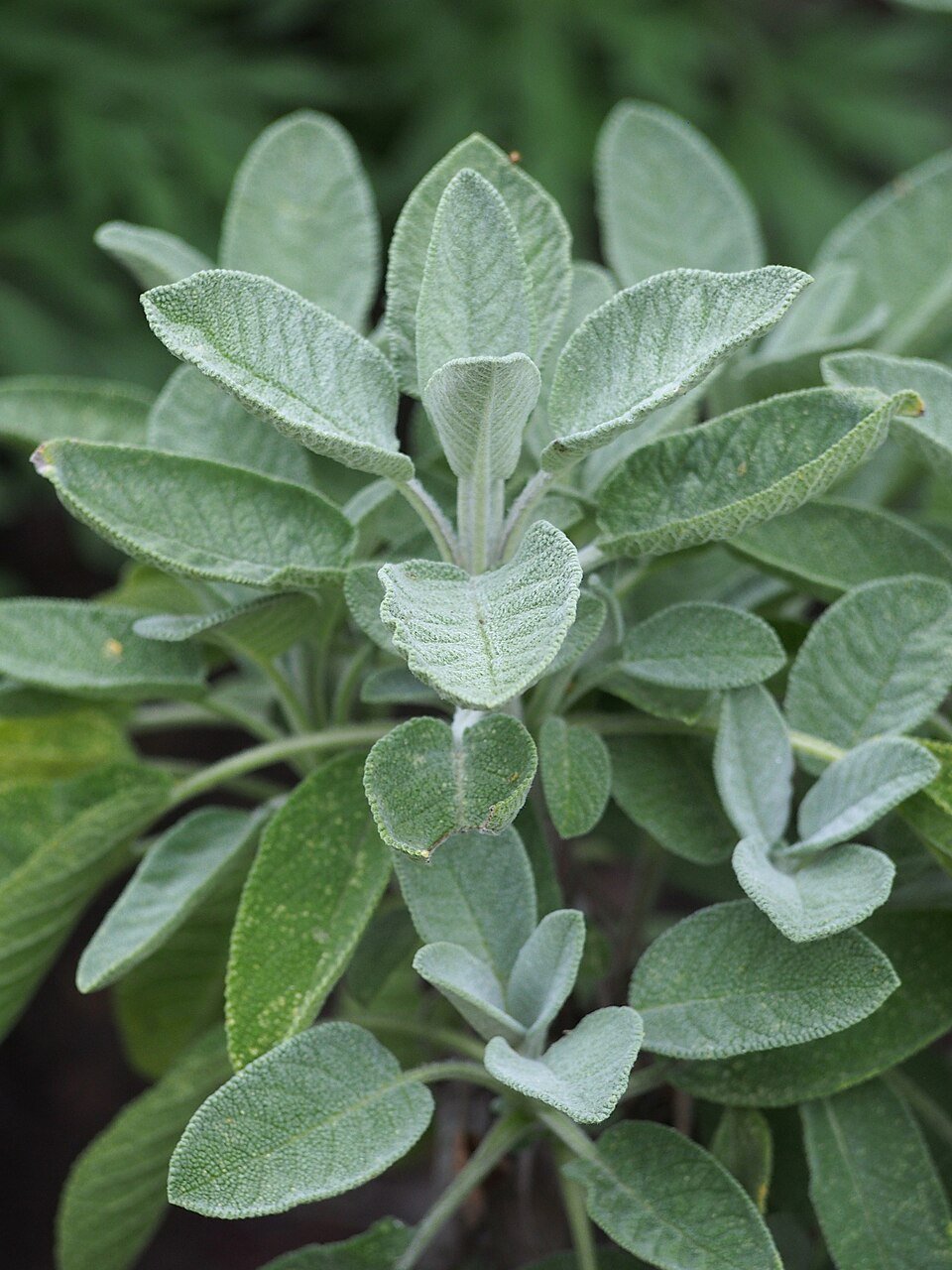 Salvia officinalis - Sauge officinale - photographie botanique
