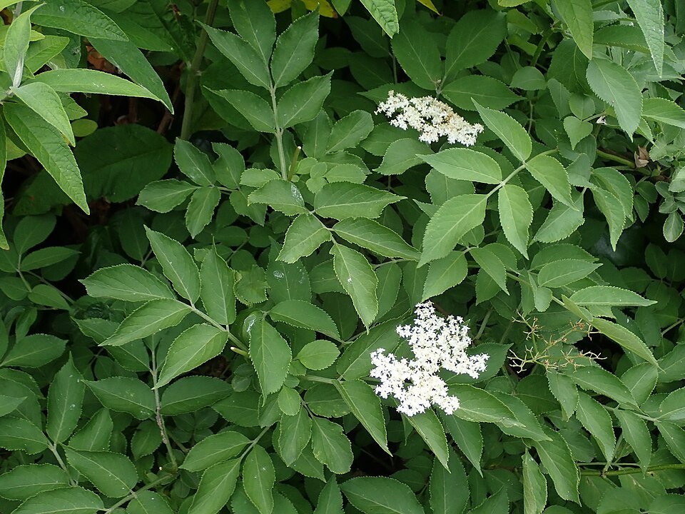 Sureau noir (Sambucus nigra) — fiche vibratoire Infusanté