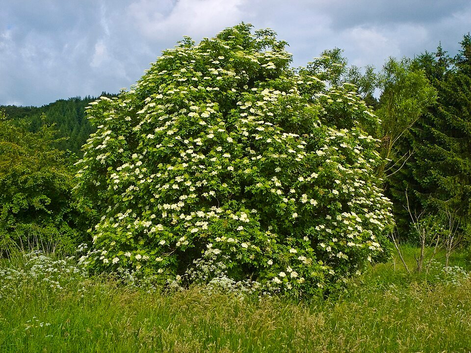Sureau (Sambucus nigra)