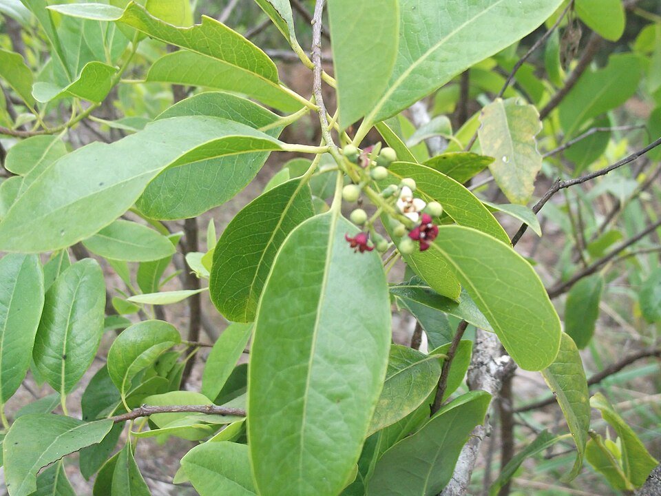Santal