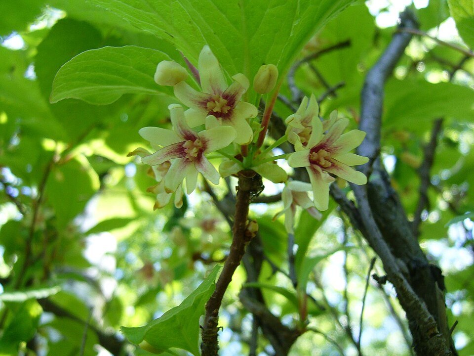 Schisandra (Schisandra chinensis)