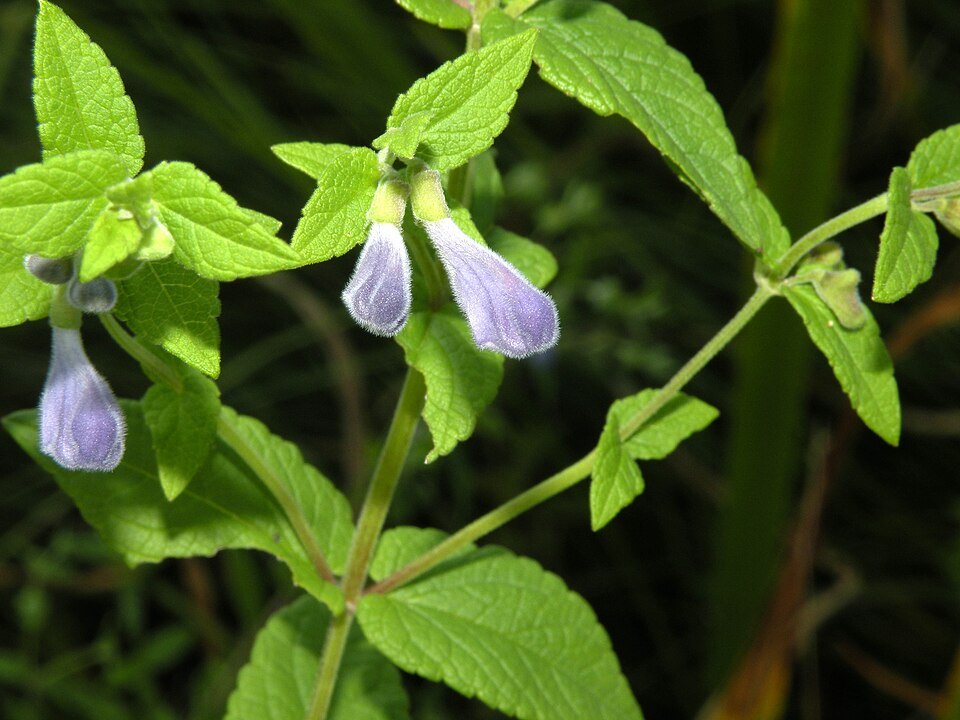 Scutellaria galericulata photographiée à Sterling, Connecticut
