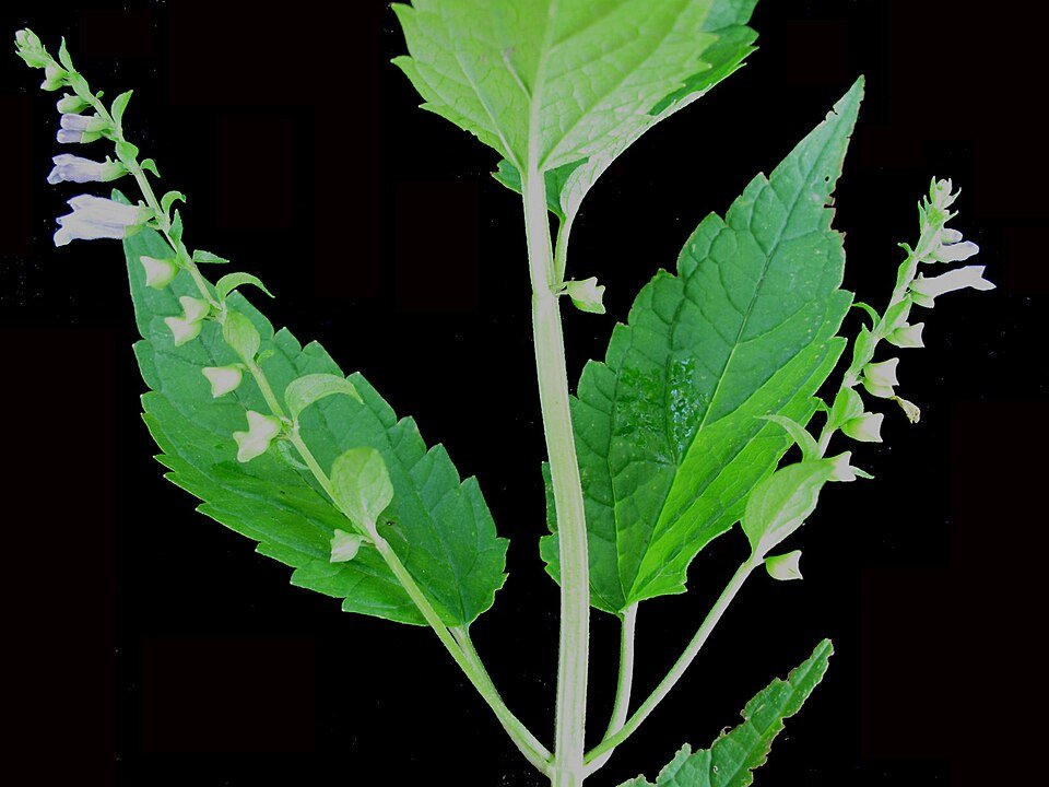 Scutellaire (Scutellaria lateriflora)