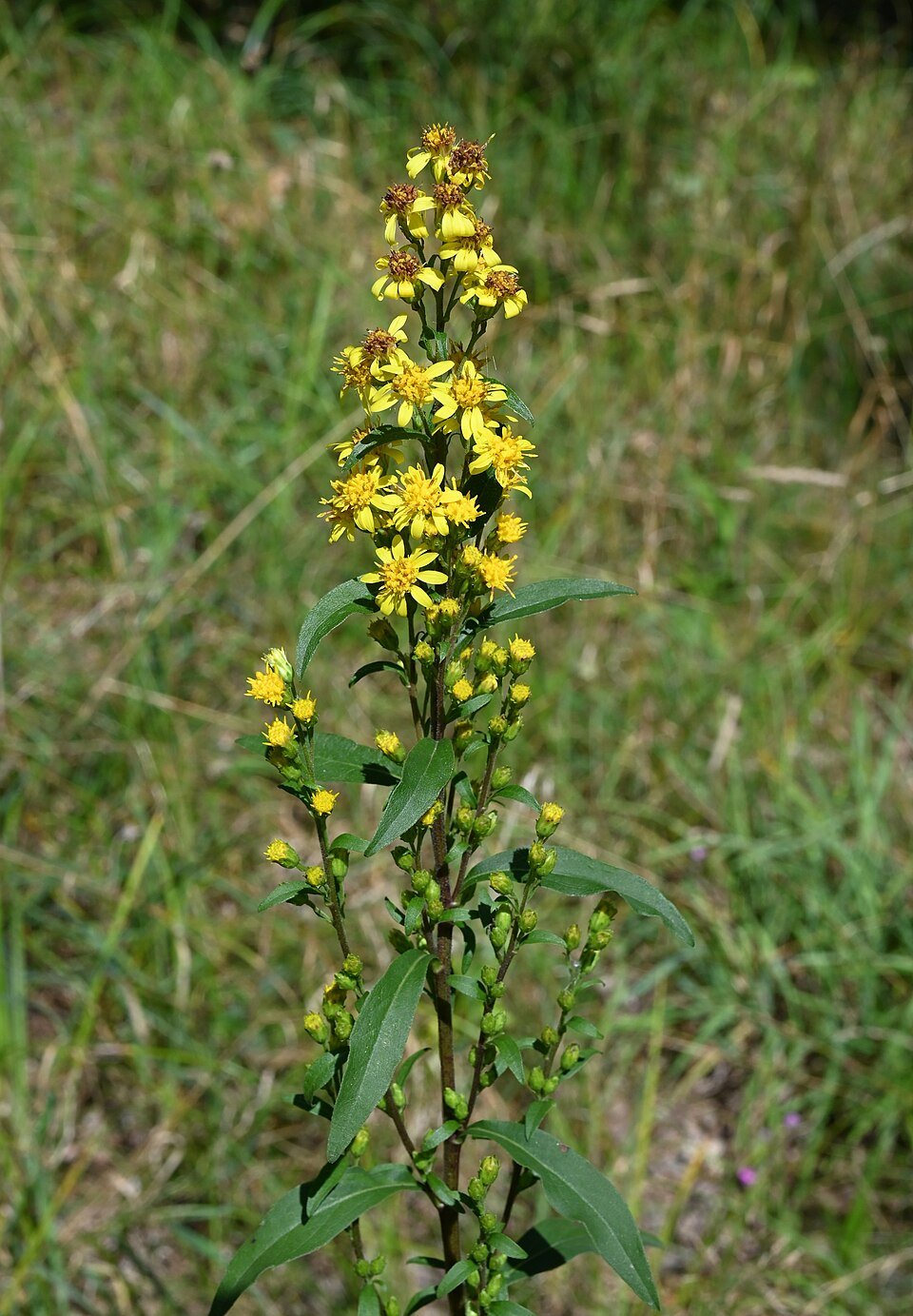 Verge d'or (Solidago virgaurea)