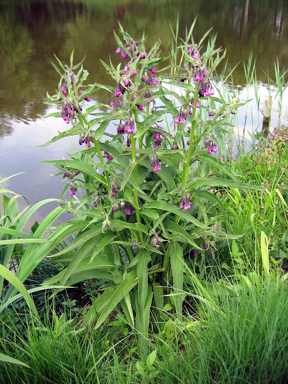 Consoude (Symphytum officinale)