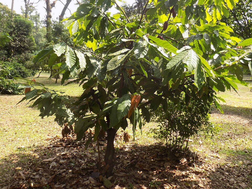 Cacaoyer — Theobroma cacao