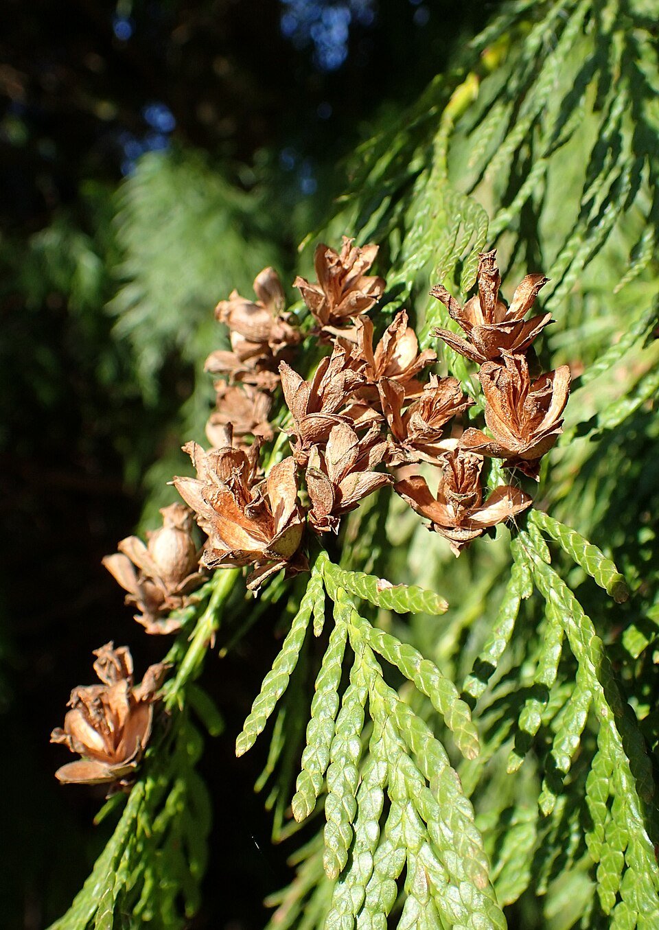 Cèdre rouge de l'Ouest — Thuja plicata