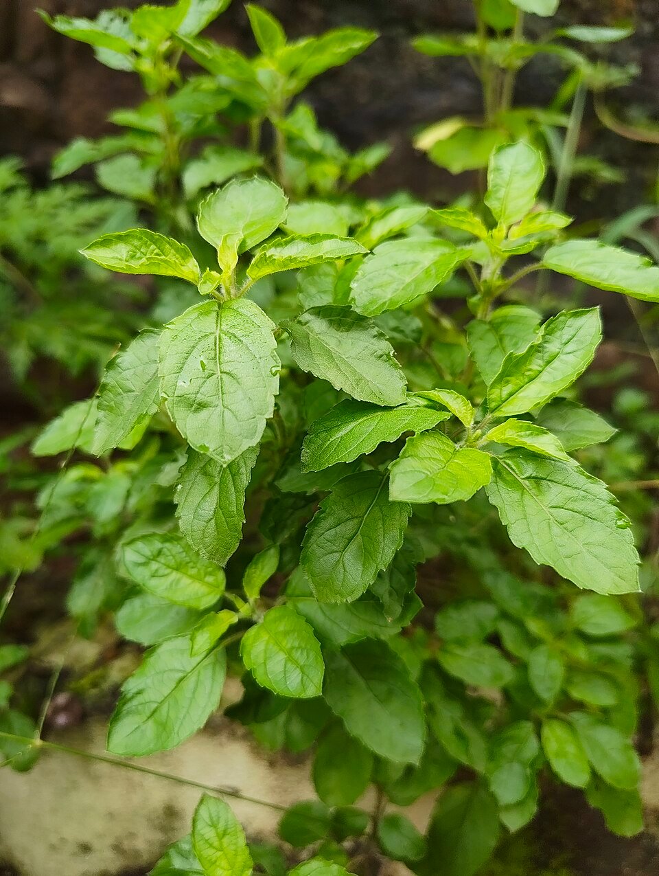 Tulsi (Ocimum sanctum)