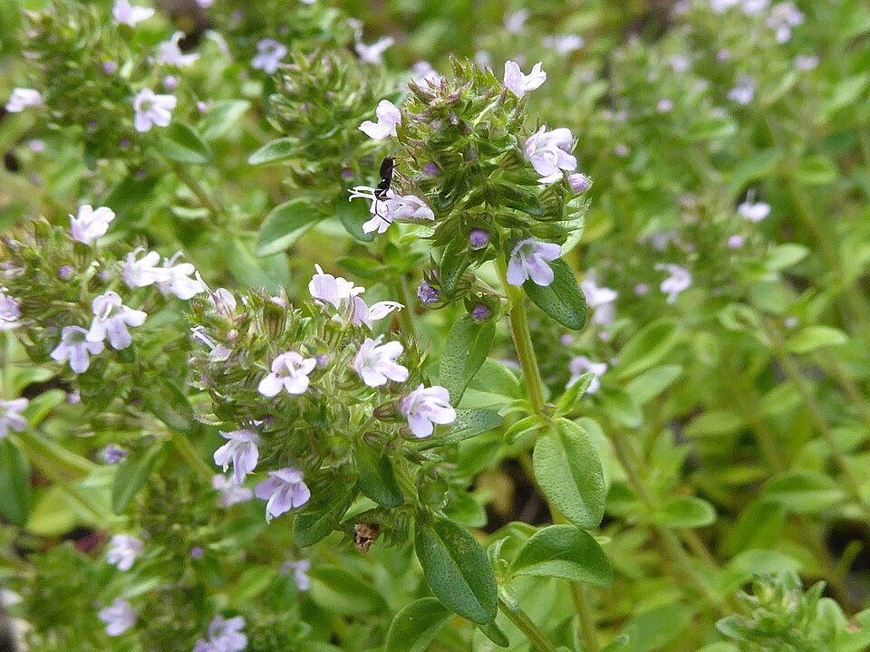 Thym (Thymus vulgaris)