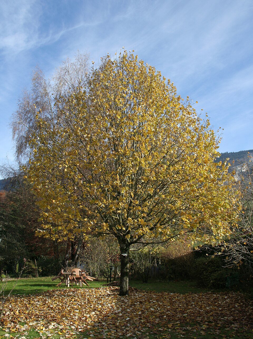 Tilleul — Tilia cordata