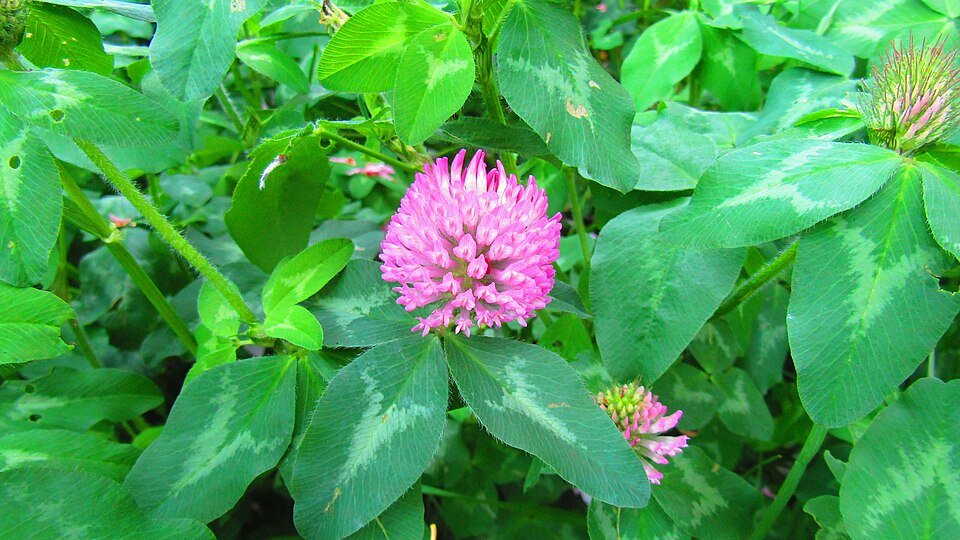 Trèfle rouge (Trifolium pratense)