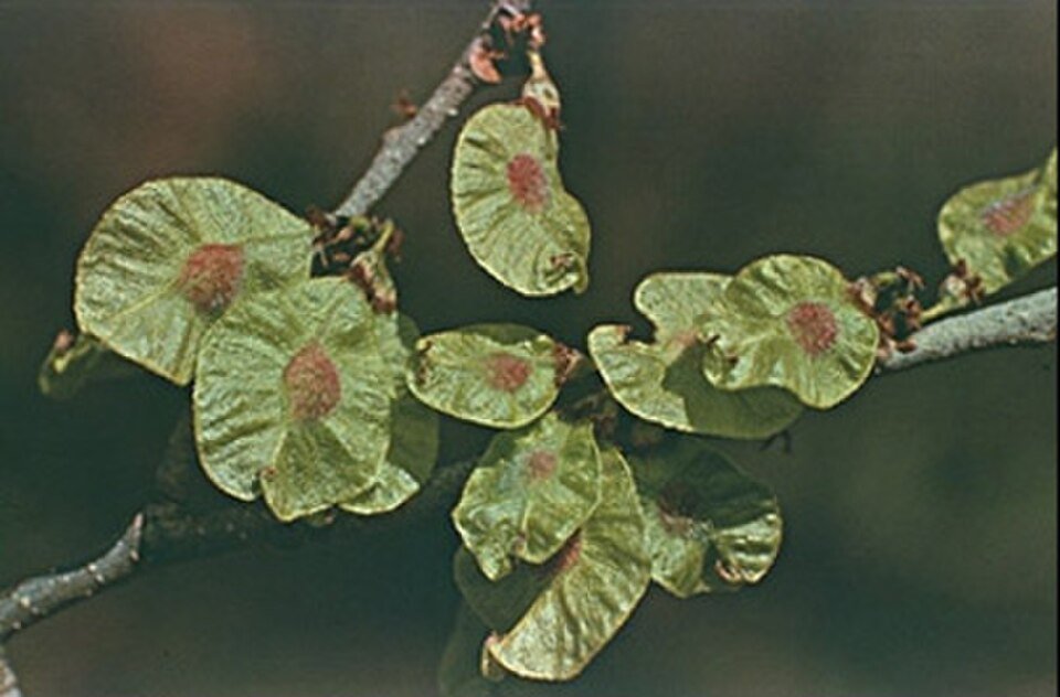 Orme rouge (Ulmus rubra)