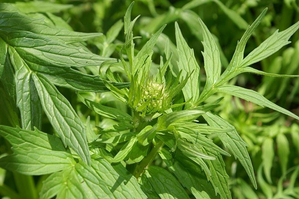 Valériane (Valeriana officinalis)
