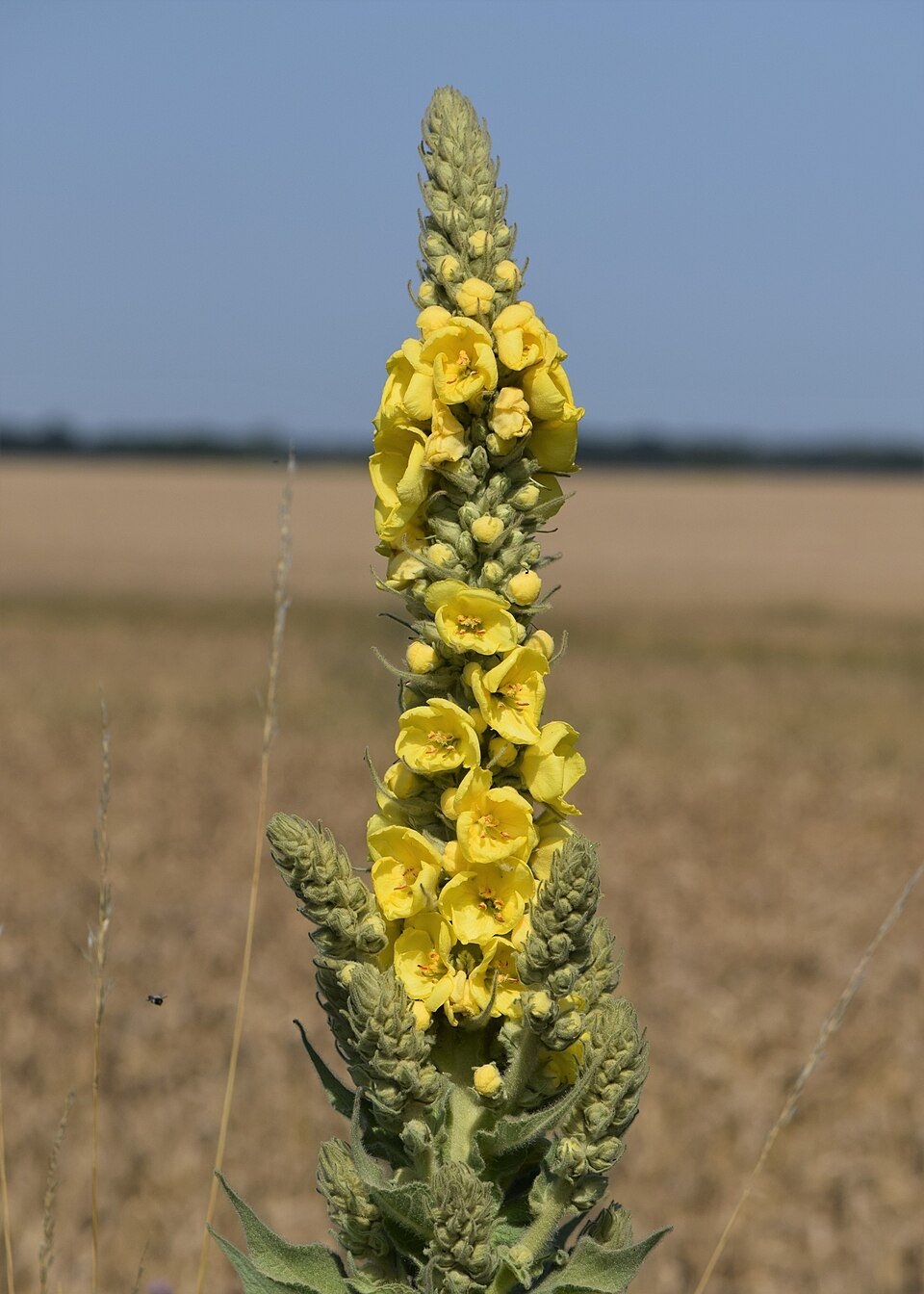 Bouillon-blanc (Verbascum thapsus)