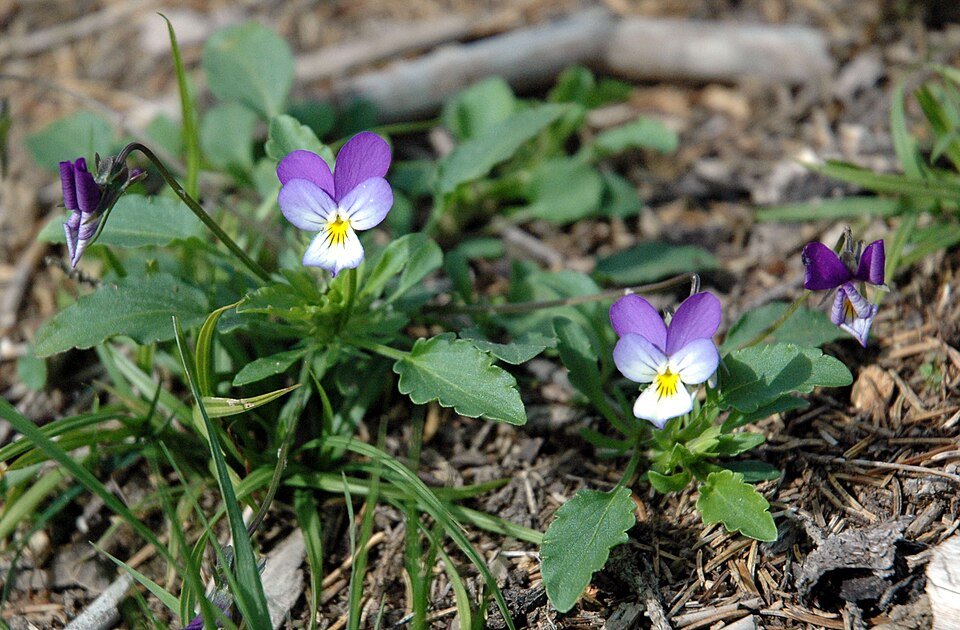 Pensée sauvage (Viola tricolor)