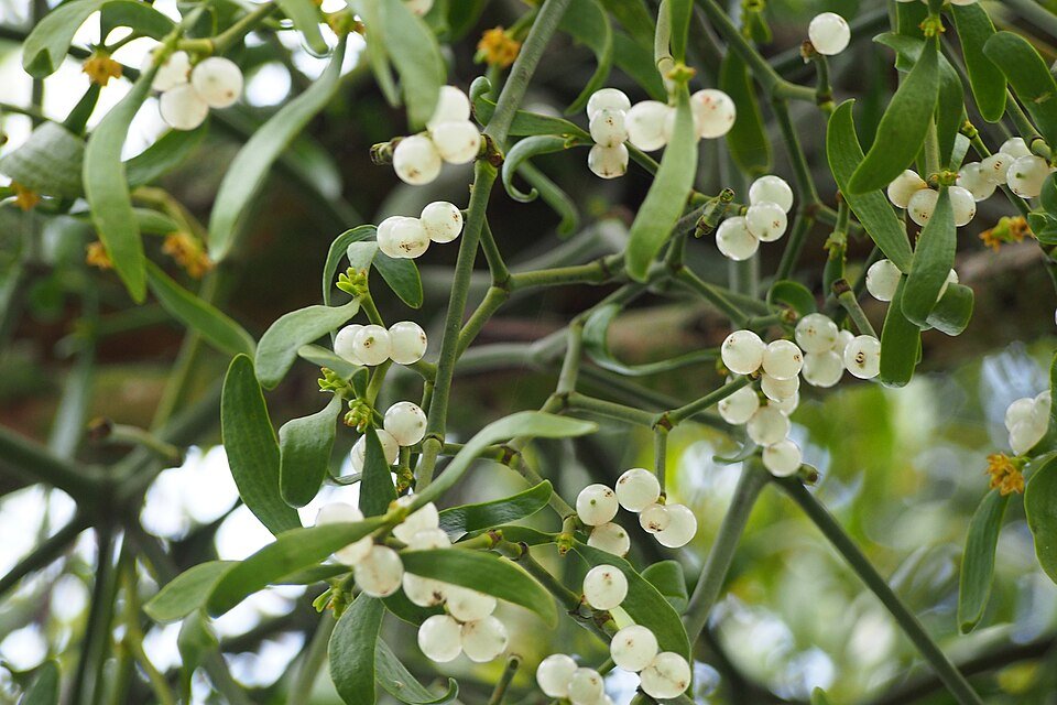 Gui sur un saule blanc — Viscum album
