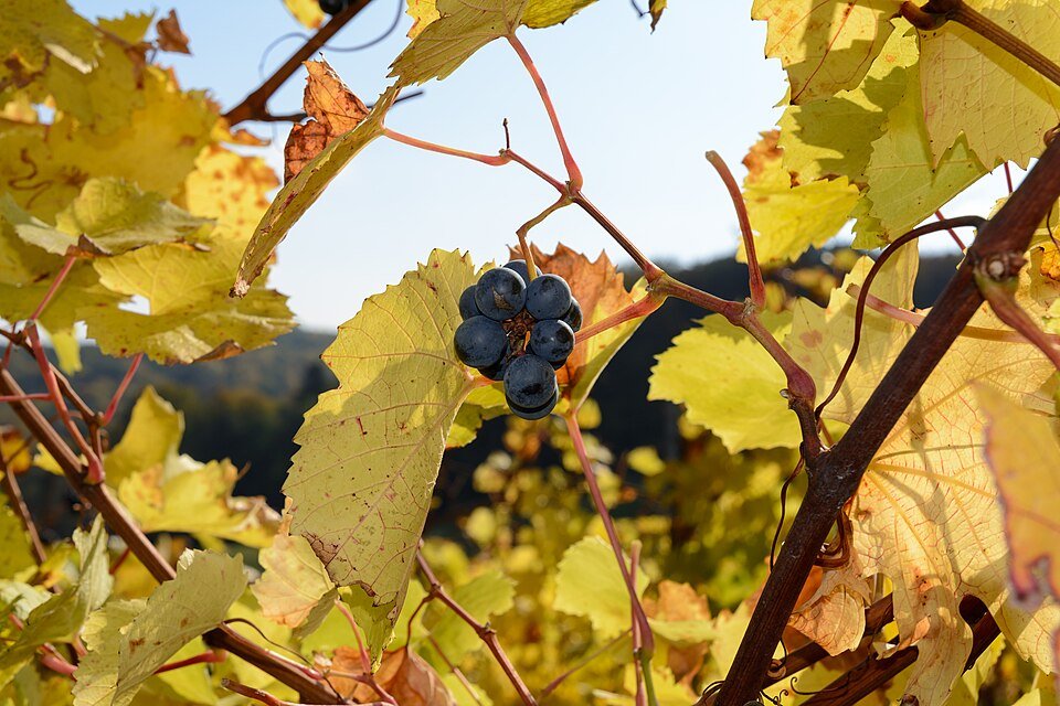 Vigne rouge (Vitis vinifera)
