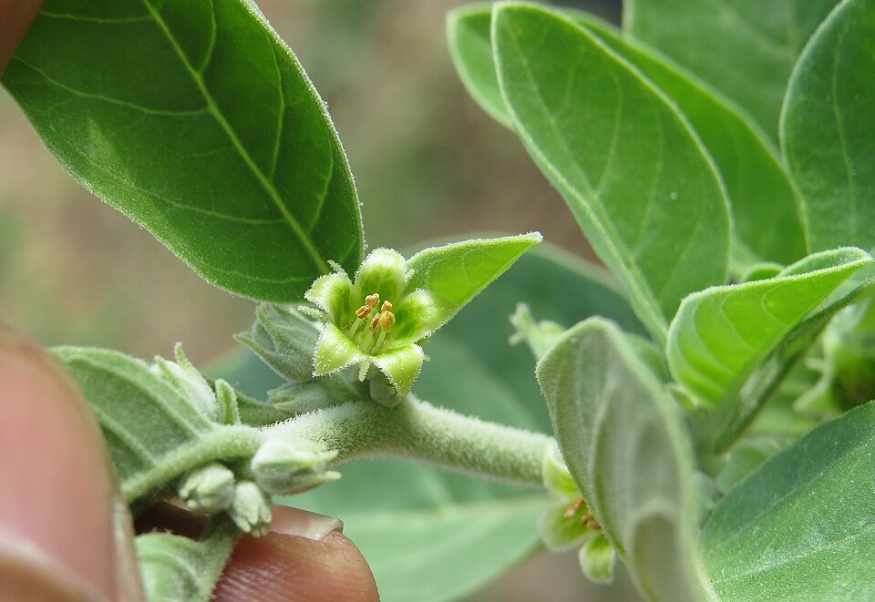 Ashwagandha (Withania somnifera)