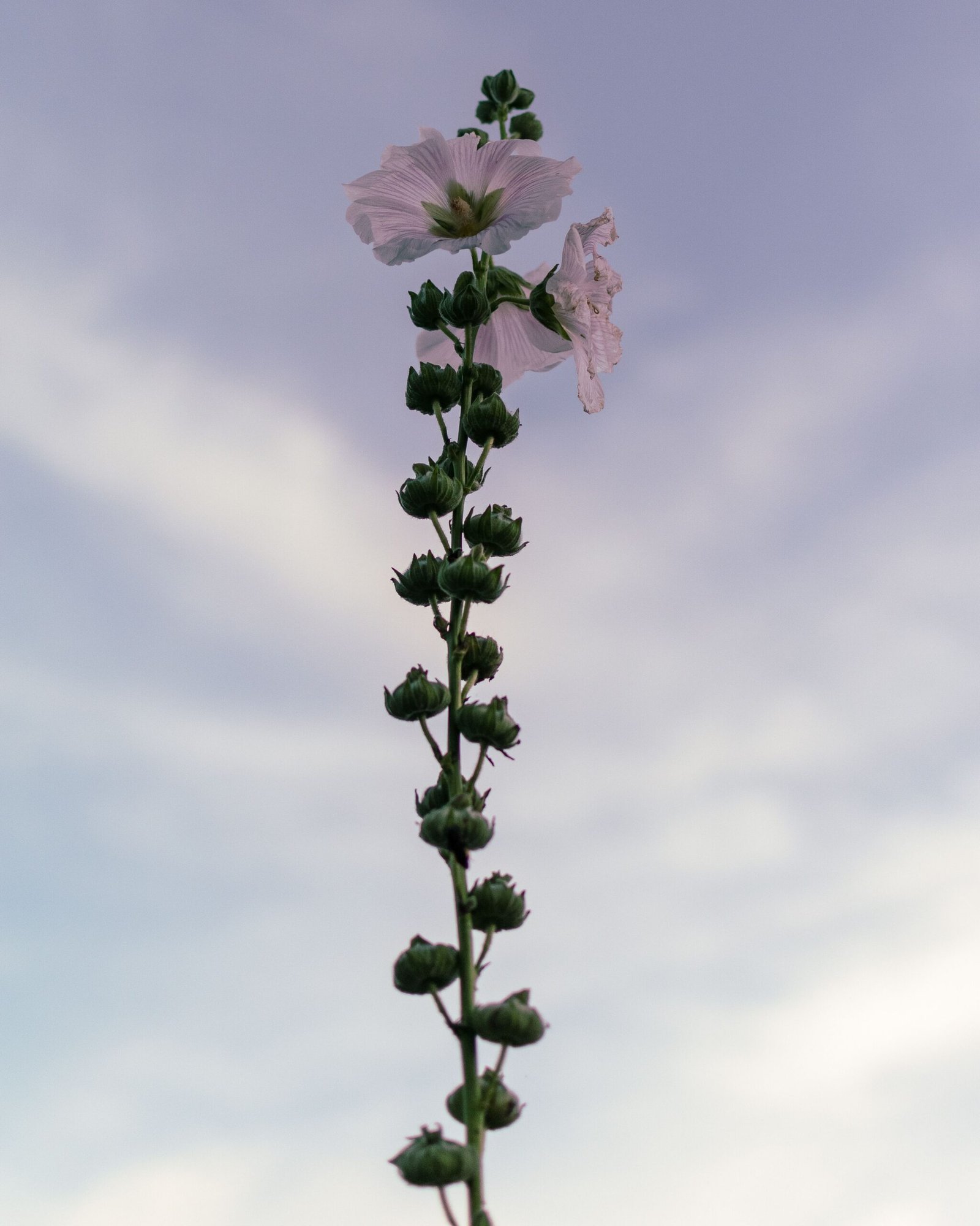 Guimauve (Althaea officinalis)