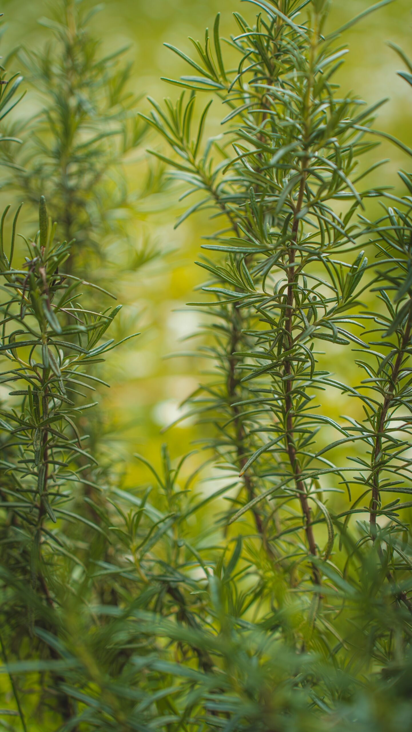 Romarin (Rosmarinus officinalis)