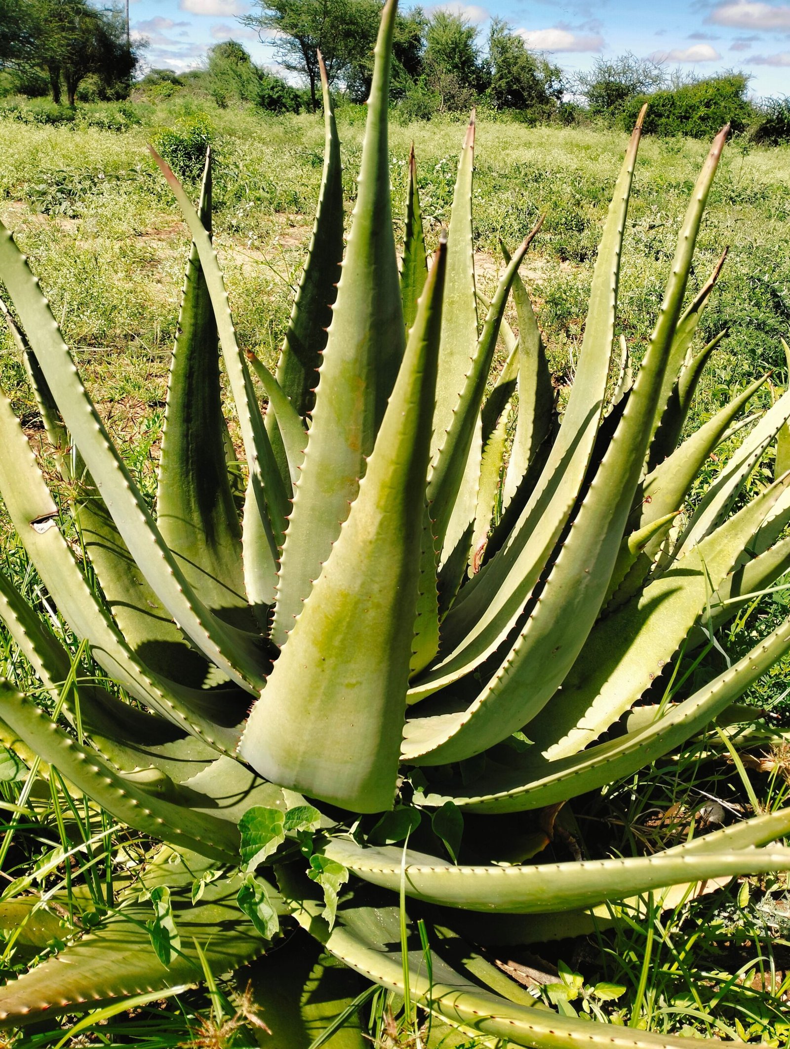 Aloe vera (Aloe barbadensis)