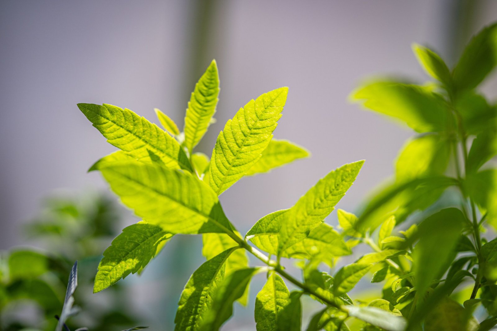 Verveine odorante (Aloysia citrodora)