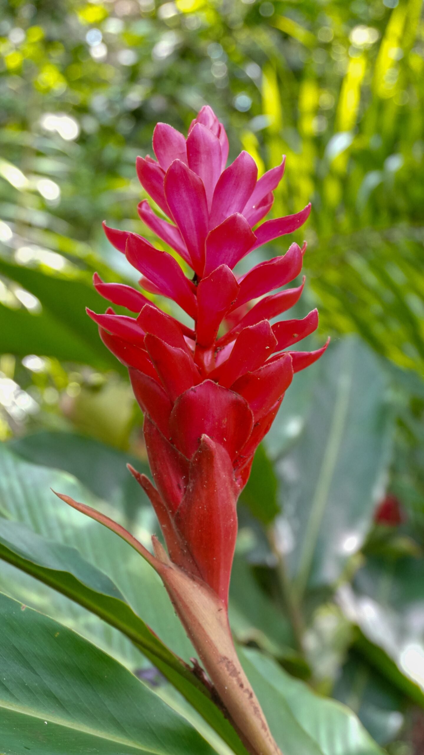 Gingembre (Zingiber officinale)