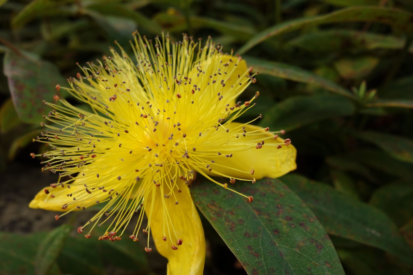 Millepertuis (Hypericum perforatum)