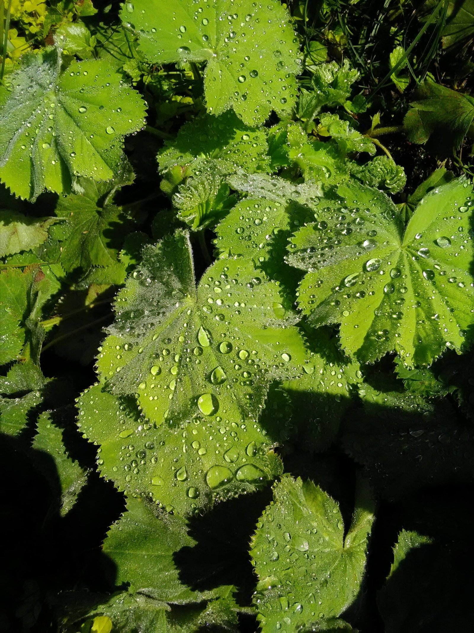 Alchémille (Alchemilla vulgaris)