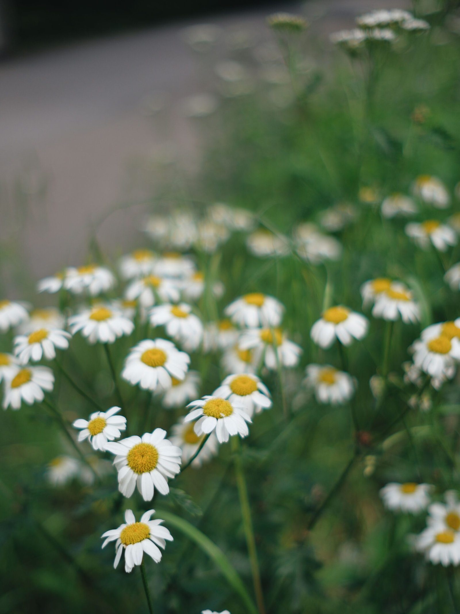 Camomille (Matricaria chamomilla)