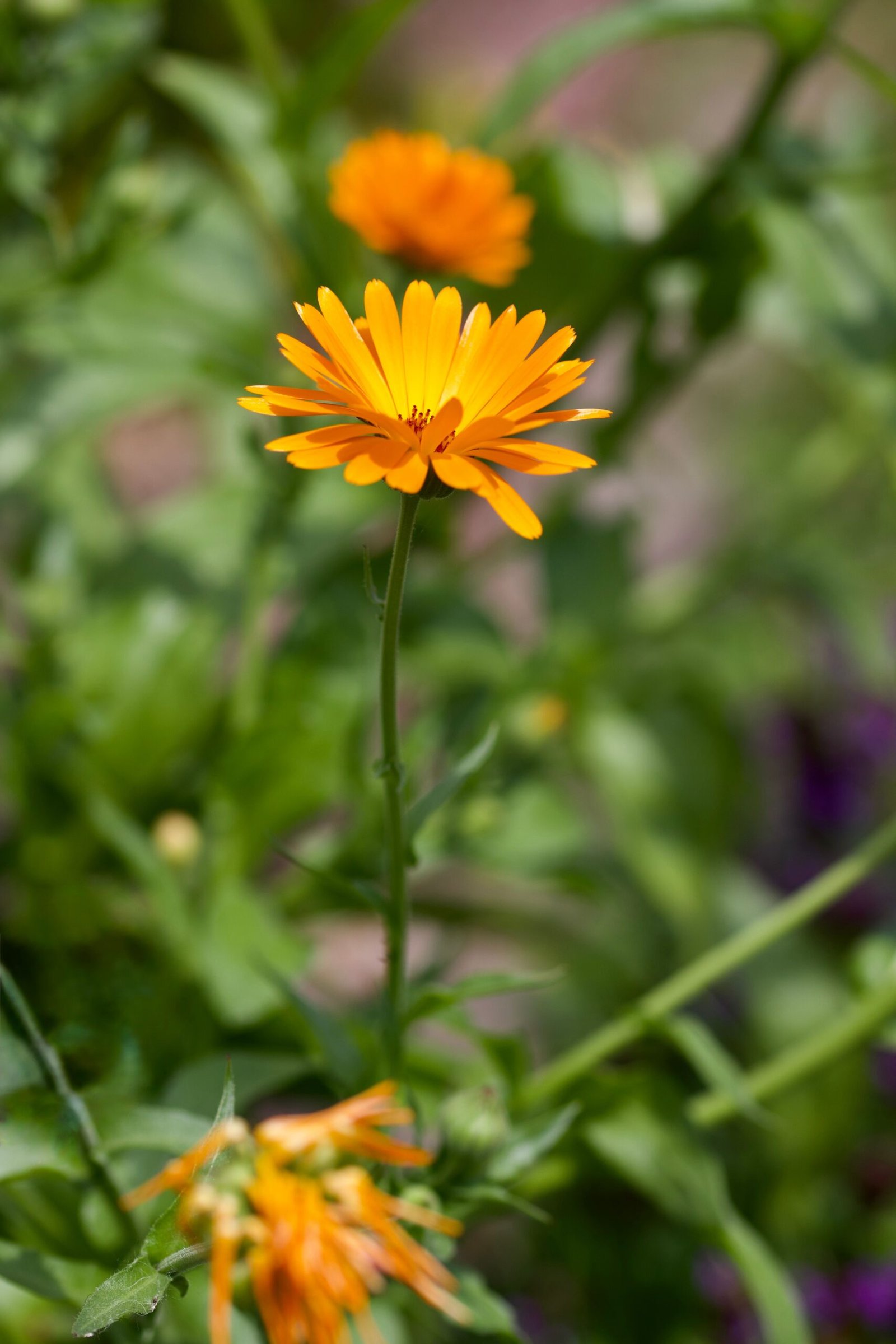 Capitule de calendula orange — Calendula officinalis