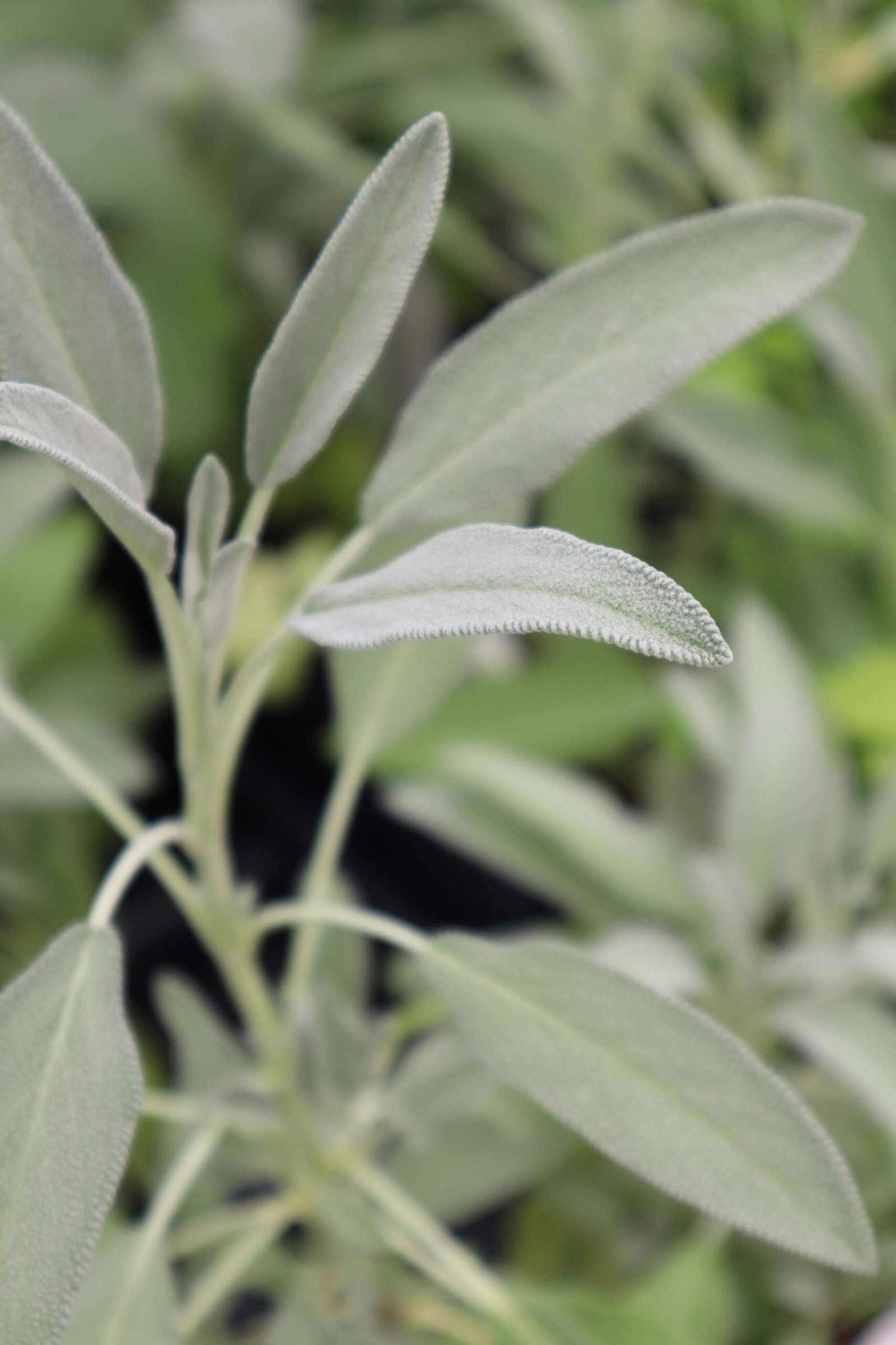 Sauge (Salvia officinalis)